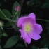 Rosa gallica 'officinalis' -- Apothekerrose